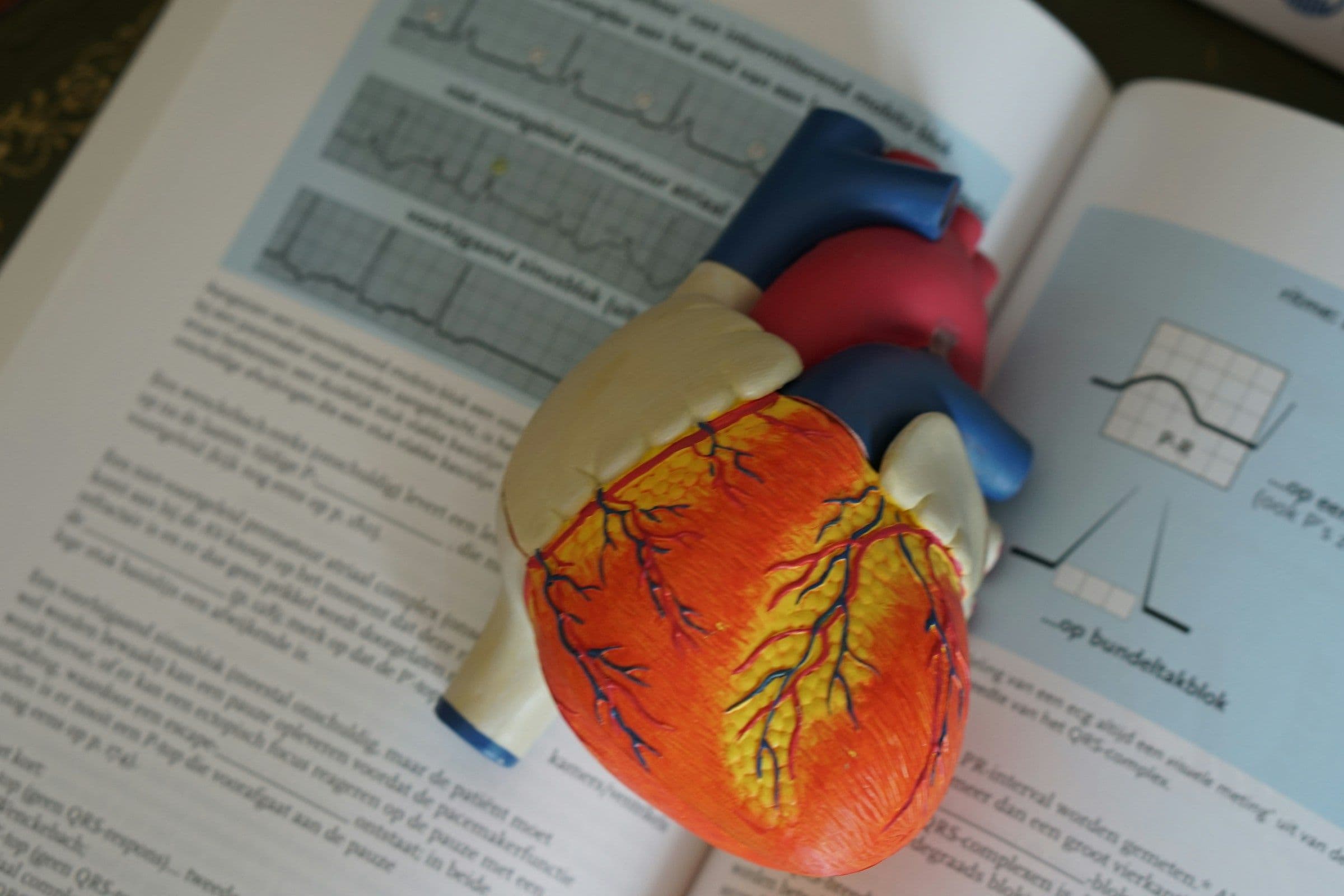 Book Laying - How To Study For Anatomy